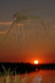 Sunset with weed 3 